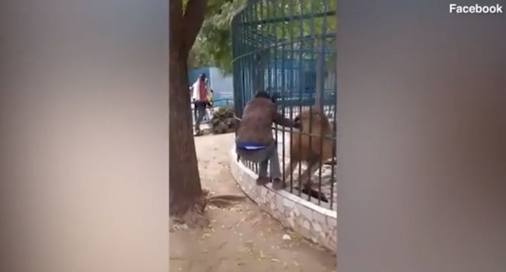 Đùa với chúa sơn lâm, hướng dẫn viên du lịch bị sư tử ngoạm tay
