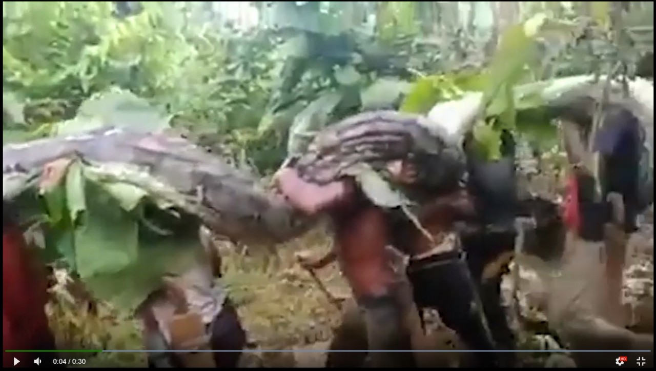 Lo ngại nguy hiểm, người dân Indonesia bắt trăn khổng lồ dài hơn 7m, 9 người mới vác nổi